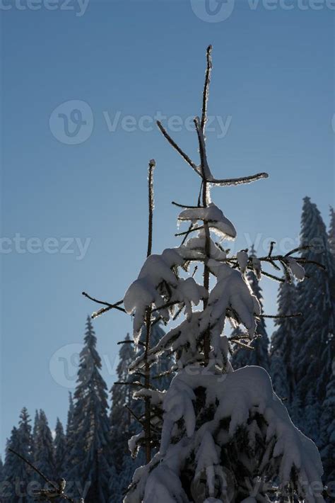 pine tree forest background covered with fresh snow 11307889 Stock ...