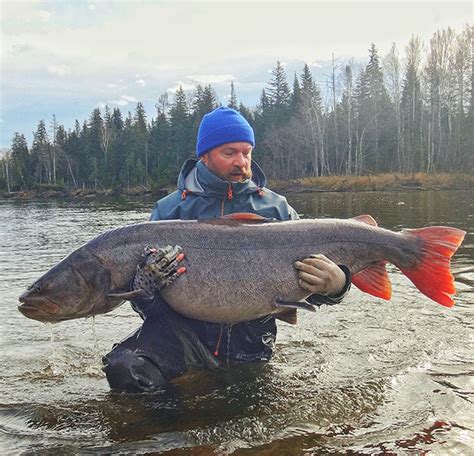 New World Record Siberian Taimen on Fly - Flylords Mag