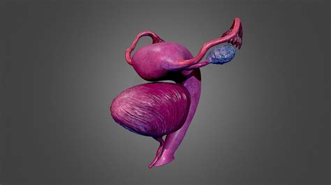 human uterus woman #anatomy #female #uterus - Buy Royalty Free 3D model ...