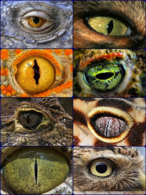 Pin by Diego Yantuche on Dibujo | Eye art, Eyes artwork, Dragon eye drawing