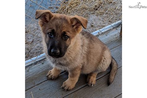 Scrapper: Shiloh Shepherd puppy for sale near Nashville, Tennessee ...