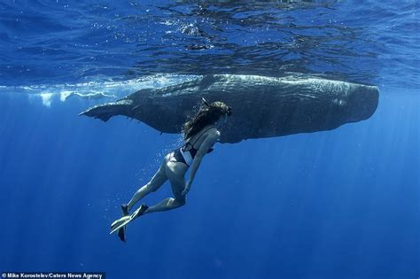 Stunning pictures show mother sperm whale feeding its calf by injecting ...