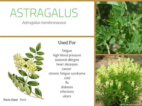 Astragalus Root - Benefits, Uses and Side Effects