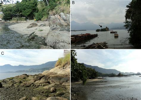 Araçá Bay. A) Pernambuco Beach; B) Mangrove (arrow) located near... | Download Scientific Diagram