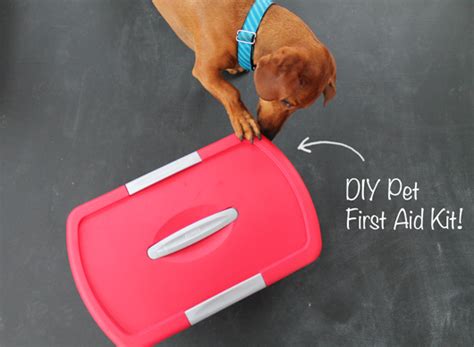 DIY Pet First Aid Kit | Ammo the Dachshund