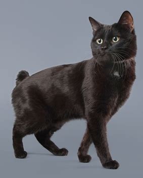 Cat Breed Guide: Manx