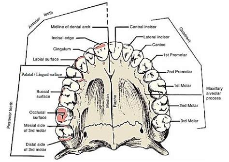 surfaces of the teeth - Google Search | Dental hygenist, Dental ...