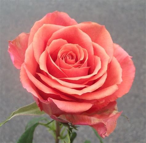 coral roses | Rose varieties, Flowers, Coral roses