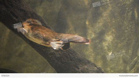 Platypus Swimming Stock video footage | 8782024