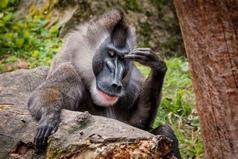 130+ Angry Mandrill Stock Photos, Pictures & Royalty-Free Images - iStock