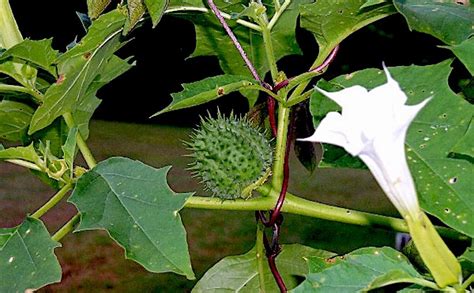 Stomata in Datura stramonium – PLANT STOMATA ENCYCLOPEDIA