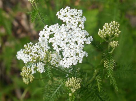 Yarrow | Identify that Plant