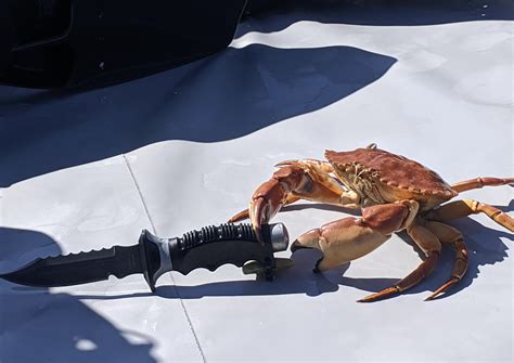 funny pictures :: crab :: knife - JoyReactor