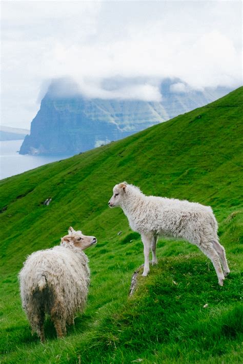 Faroe Islands Sheep Photography & Interesting facts about the sheep ...