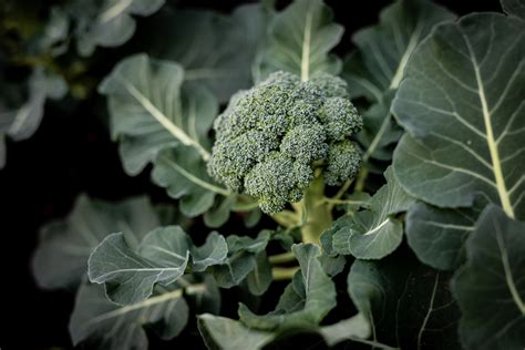 13 Companion Plants For Broccoli - Minneopa Orchards