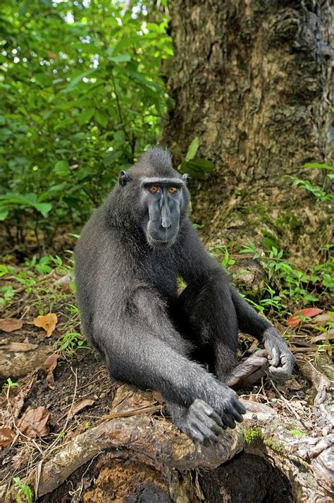 Crested Black Macaque Photograph by Tony Camacho/science Photo Library | Fine Art America