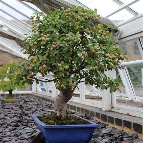 Pomegranate Dwarf Tree Bonsai , Flowering Fruit, 20 Seeds – Passion For ...