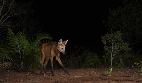 Maned Wolf | Sean Crane Photography