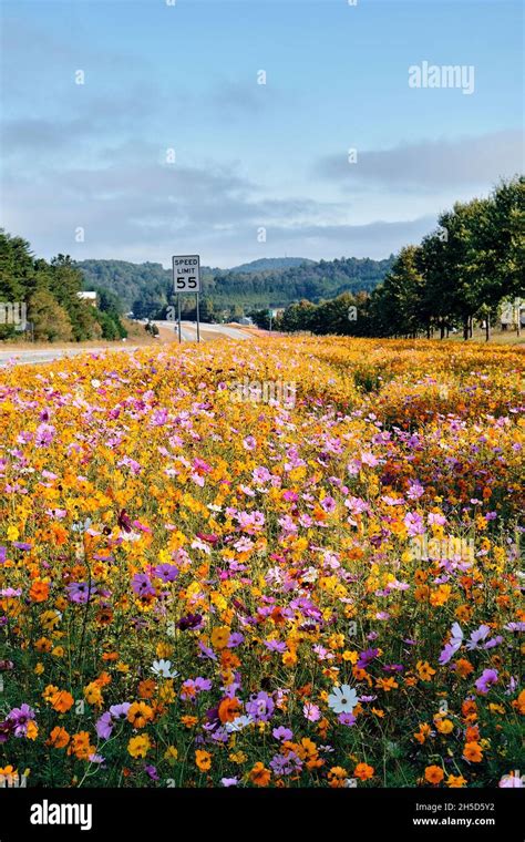 Wildflowers georgia hi-res stock photography and images - Alamy