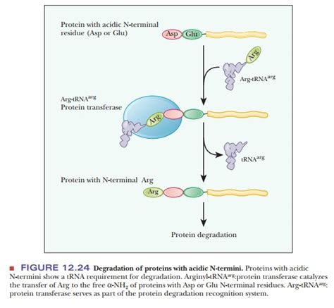 Protein Degradation