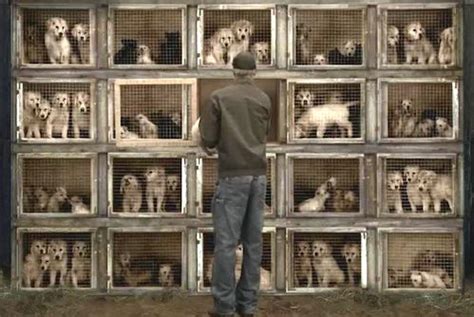 Puppy Mill Laws | Dahna Bender