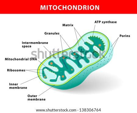 4 Draw the labeled diagram of mitochondria - Science - The Fundamental Unit of Life - 10325319 ...