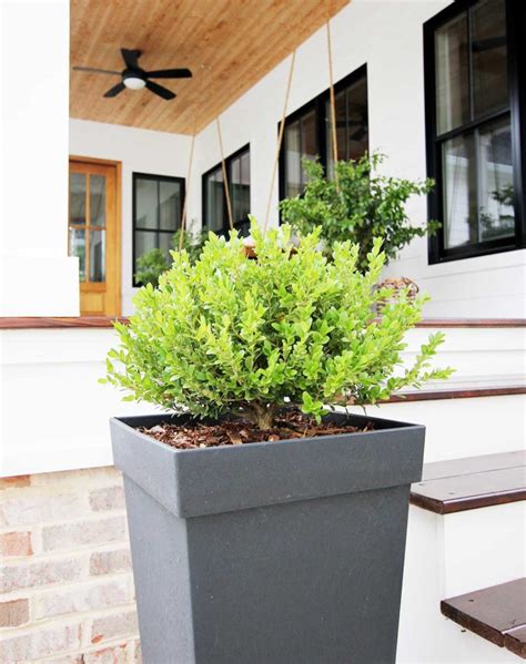 8 Best Shrubs and Trees for Containers - Plank and Pillow