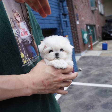 Teacup Full Grown Maltese | ubicaciondepersonas.cdmx.gob.mx