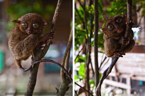 Philippine Tarsier Conservation Area in Loboc, Bohol | The Poor Traveler Itinerary Blog