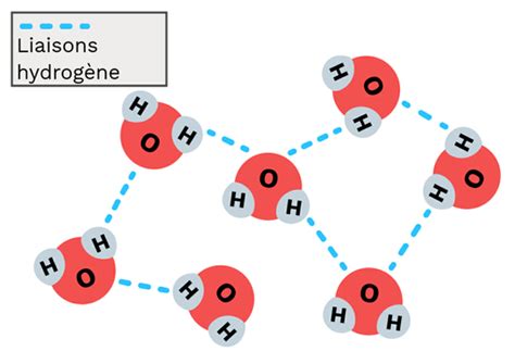 La liaison hydrogène - Labster