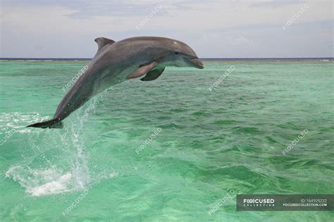 Bottlenose Dolphin Jumping — stone, zoology - Stock Photo | #164925232