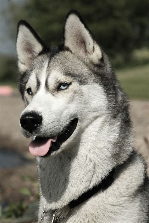 jamiemyers: “ Wolf ” | Husky dogs, Siberian husky, Wolf husky