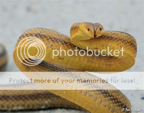 Yellow Rat Snake — Digital Grin Photography Forum