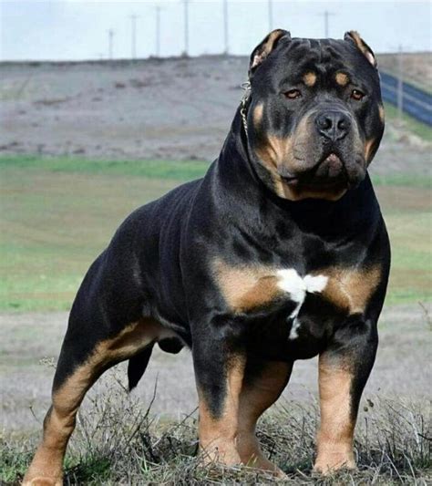 Rottweiler Puppy Vs Pitbull Puppy - Stom