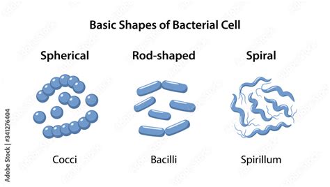 Three basic forms and arrangements of bacteria: spherical, rod-shaped and spiral. Morphology ...