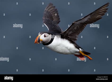 Puffin in flight Stock Photo - Alamy