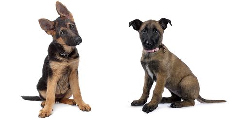 Belgian Malinois vs German Shepherd: Which Is Right For You?