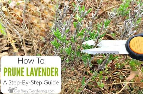 Pruning Lavender: A Step-By-Step Guide - Get Busy Gardening