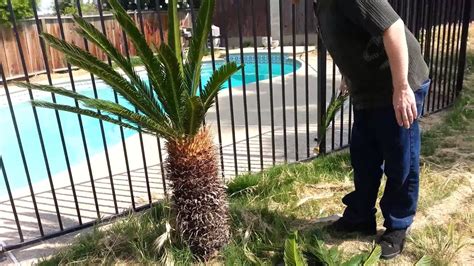 How to prune a sago - YouTube