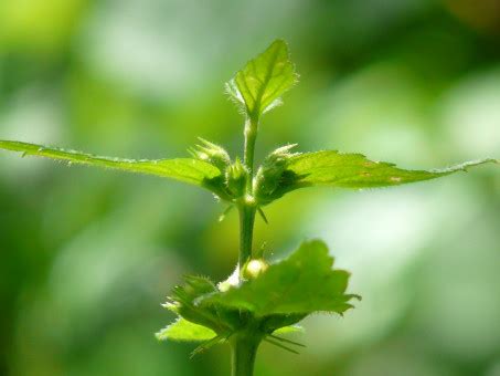 Free Images : leaf, flower, green, fluffy, produce, leaves, hairy, kitchen herb, flowering plant ...