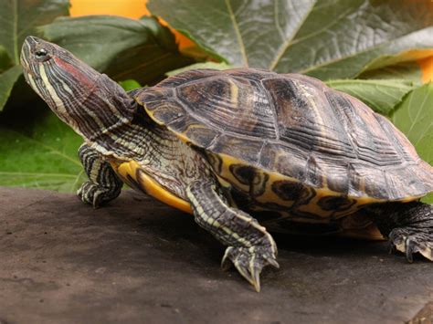 Best Types Of Pet Turtles - Native Breed.org