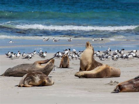 Seal Bay - Seal Bay, Attraction | South Australia