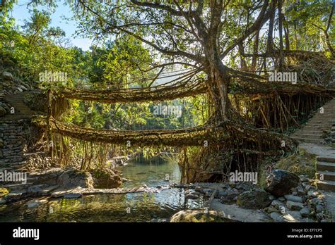 Umshiang Double-Decker Root Bridge - living bridge - is made out of the ...