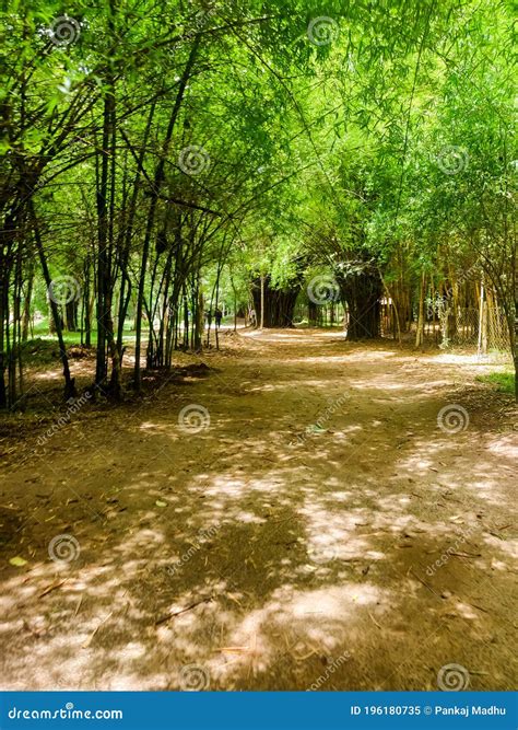 Bamboo Forest in Kaveri Nisargadhama Coorg, Karnataka Stock Image - Image of beautiful, range ...