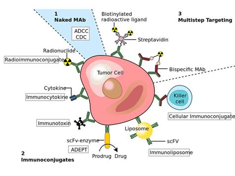 Truxima (rituximab) for the Treatment of Cancer - Clinical Trials Arena