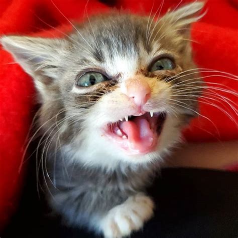 Meet The Tiny Kitten With Dwarfism Who Found The Perfect Home After She And 18 Other Kitties ...