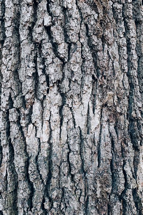 "Close Up Of Maple Tree Bark" by Stocksy Contributor "Rialto Images ...