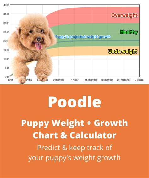 Toy Poodle Puppy Growth Chart | Wow Blog