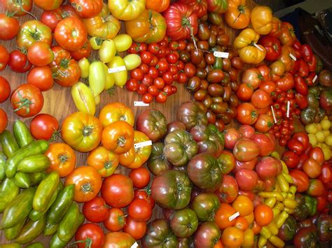 Learning how to live a healthy life: How many types of tomatoes existed ...