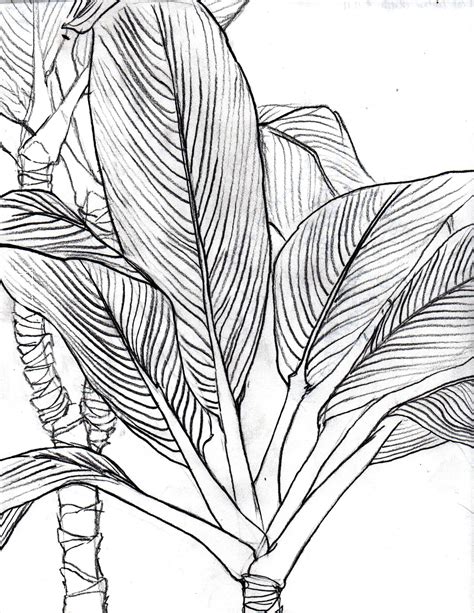 Ti Leaf (Contour Line Drawing) | Line art drawings, Contour drawing ...